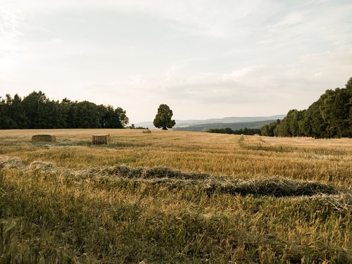 Meadow,  Laukas,  Kraštovaizdis,  Vasara,  Medis,  Erdvus,  Žolė,  Šienas