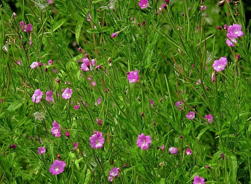 Meadow,  Gėlės,  Spalvos,  Vasara