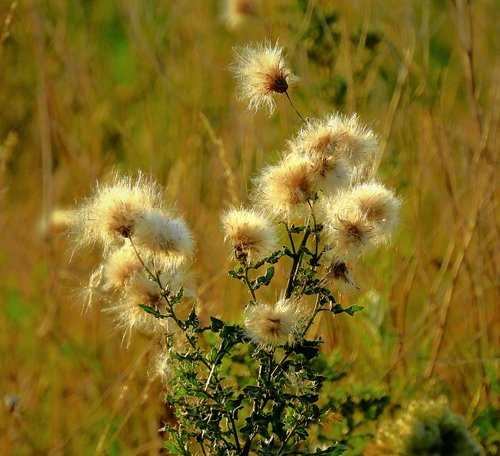 Meadow,  Thistle,  Vasara,  Figūra