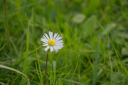 Pieva, Žalias, Balta, Daisy