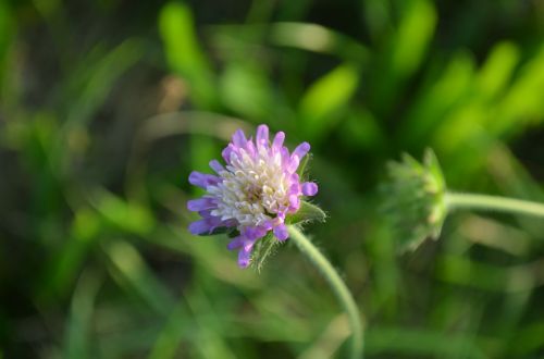 Pieva, Gėlė, Aštraus Gėlė, Žiedas, Žydėti, Žalias, Violetinė, Žydėti, Laukas