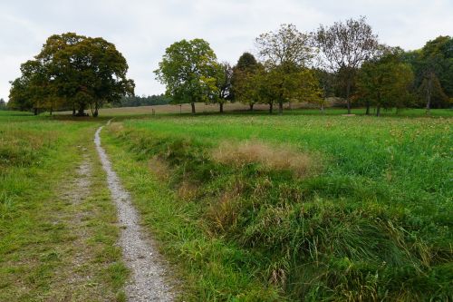 Pieva, Laukas, Medis, Kraštovaizdis, Žalias, Toli, Vaikščioti