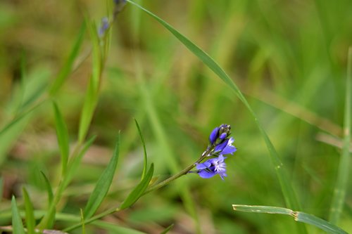 Pieva Gėlės,  Meadow,  Makro