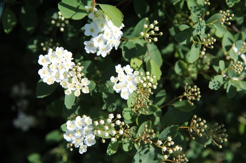 Meadowsweet,  Meadowsweet Japonija,  Meadowsweet Baltos Spalvos,  Baltos Gėlės,  Pavasaris