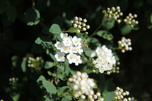 Meadowsweet,  Meadowsweet Japonija,  Meadowsweet Baltos Spalvos,  Baltos Gėlės,  Pavasaris,  Spyruoklė-Žydėjimo