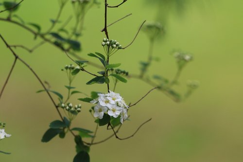 Meadowsweet,  Krūmas,  Pobūdį,  Balta Gėlė,  Augalas