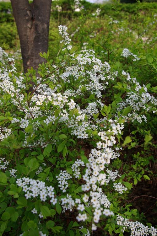 Meadowsweet Gėlė, Pavasario Gėlės, Balta Gėlė