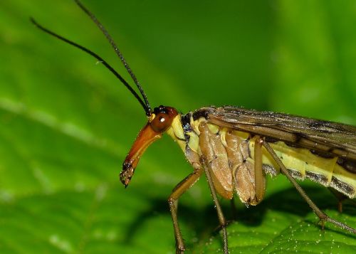 Mekoptera, Panorpa, Communis, Vabzdžiai