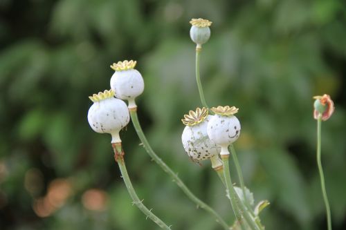 Vaistinis Augalas, Gamta, Sodas, Chemillé-In-Anjou, Sodo Kamifolija