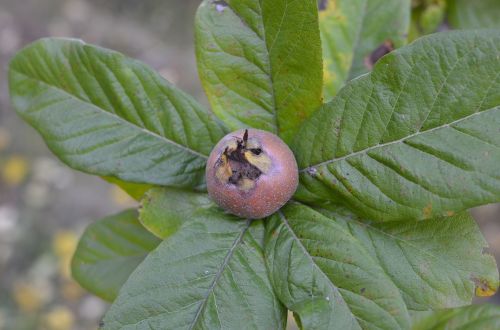 Medlar, Vaisiai, Augalas, Sodas, Vaisių Medžiai