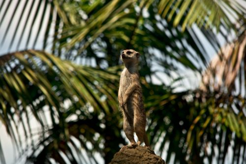 Meerkat,  Gamta,  Zoologijos Sodas,  Laukinė Gamta,  Meerkat