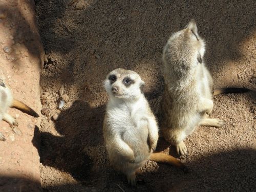 Meerkat, Zoologijos Sodas, Afrika