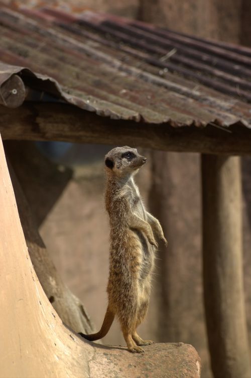 Meerkat, Zoologijos Sodas, Gyvūnai