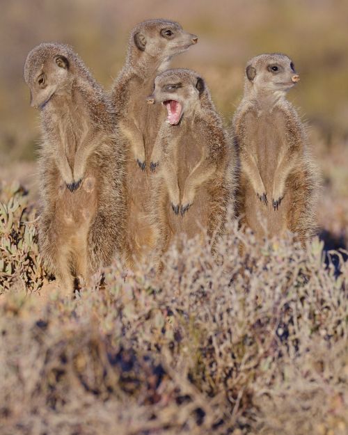 Meerkat, Pietų Afrika, Nevaldomas