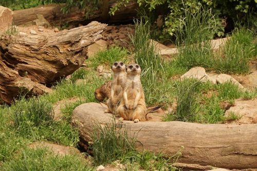 Meerkat, Gyvūnai, Zoologijos Sodas, Sababurgo Pilis