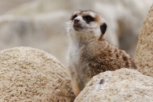 Meerkat, Gyvūnas, Zoologijos Sodas, Apsauga, Laukinės Gamtos Fotografija