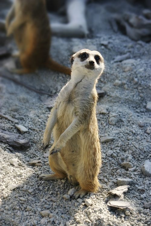 Meerkat, Stebėtojas, Zoologijos Sodas, Įdomu