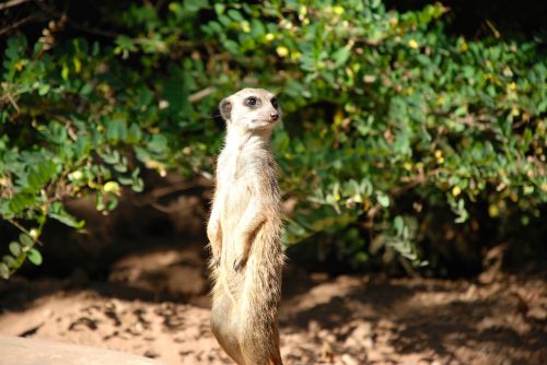 Meerkat, Mielas, Gyvūnas, Įdomu, Zoologijos Sodas, Juokinga, Žiūrėti