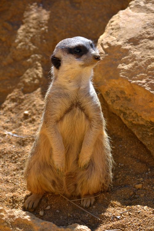 Meerkat,  Laukiniai,  Gamta,  Laukinė Gamta,  Zoologijos Sodas,  Gyvūnas,  Meerkat 2