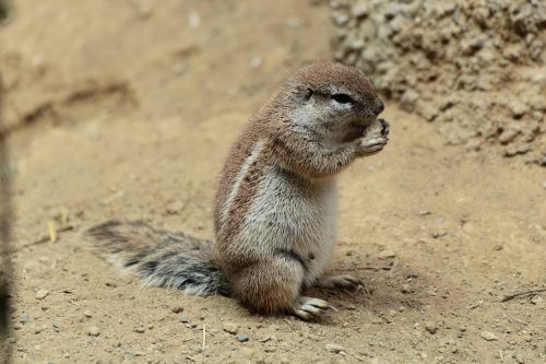 Meerkat, Zoologijos Sodas, Gyvūnai, Valgyti Sėdint