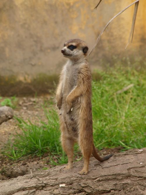 Meerkat, Zoologijos Sodas, Stebėtojas