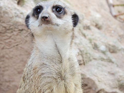 Meerkat, Zoologijos Sodas, Tiergarten, Įdomu, Afrika, Laukinis Gyvūnas