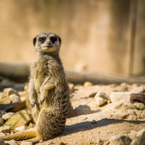 Meerkat, Mangoze, Gamta, Gyvūnas, Zoologijos Sodas, Nelaisvė, Socialinis