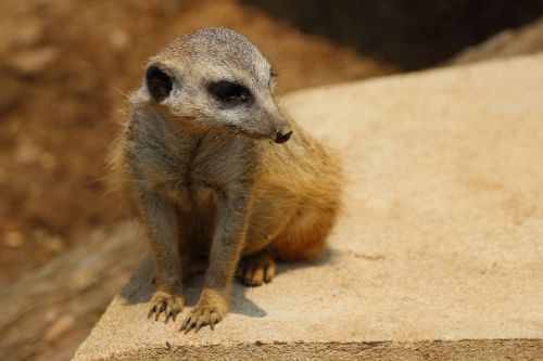 Meerkat, Zoologijos Sodas, Žinduolis, Gyvūnas, Suricata Suricatta