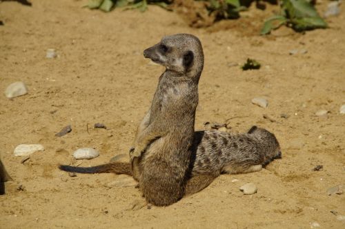 Meerkat, Mielas, Gyvūnų Pasaulis, Smėlis, Zoologijos Sodas, Sausas, Įdomu, Gyvūnas, Pūkuotas, Grupės Nuotrauka, Žinduolis, Possierlich, Mažas Gyvūnas, Padaras, Budrus, Žiūrėti, Vadovas, Dėmesio, Apsauga