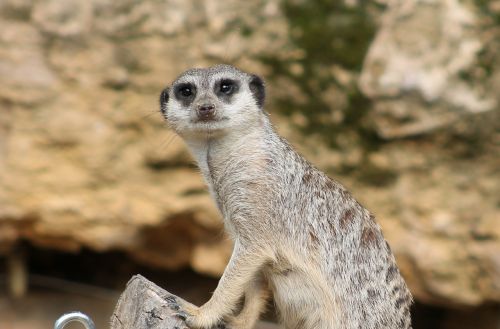 Meerkat, Žinduolis, Juokinga, Gyvūnas, Gamta, Apsauga, Mielas, Įdomu