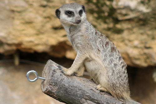 Meerkat, Žinduolis, Juokinga, Gyvūnas, Gamta, Apsauga, Mielas, Įdomu