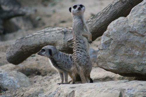 Meerkat, Žinduolis, Juokinga, Gyvūnas, Gamta, Apsauga, Mielas, Įdomu