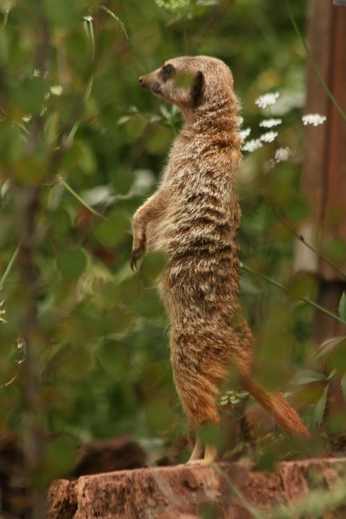 Meerkat, Laukinė Gamta, Gyvūnas, Gamta, Žinduolis, Afrika, Zoologijos Sodas, Saugokis