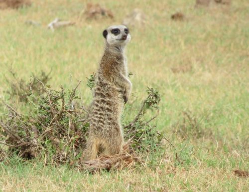 Meerkat, Pietų Afrika, Parkas, Gamta, Žinduolis, Gyvūnas, Saugokis