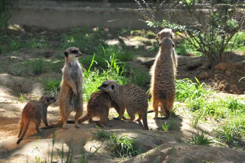 Meerkat, Gyvūnai, Įdomu