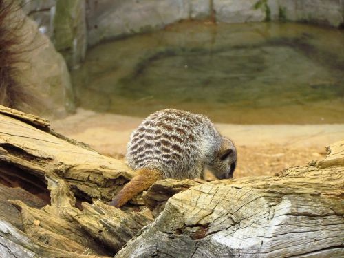 Meerkat,  Smėlis,  Pūkuotas,  Zoologijos Sode