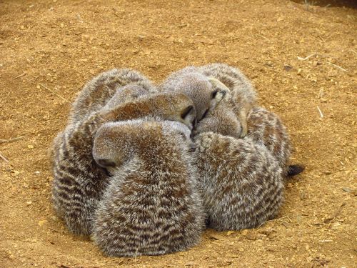 Meerkat,  Apkabinti,  Smėlis,  Pūkuotas,  Cuddling,  Zoologijos Sode