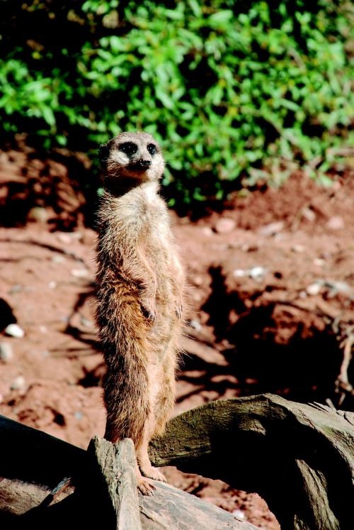 Meerkat,  Zoologijos Sodas,  Smėlis,  Įdomu,  Gamta,  Gyvūnas,  Dykuma