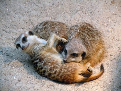 Meerkat, Snuggled, Miega