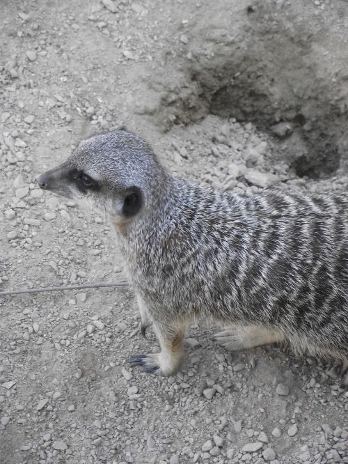 Meerkat, Laukiniai, Zoologijos Sodas, Gamta, Gyvūnai, Surinkti, Gyvūnas