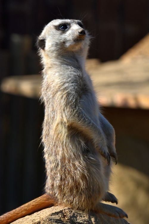 Meerkat,  Laukiniai,  Gamta,  Laukinė Gamta,  Zoologijos Sodas,  Gyvūnas,  Meerkat Lookout 2