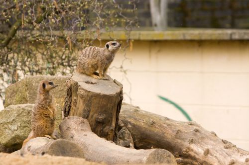 Meerkats,  Meerkat,  Mielas,  Gyvūnas,  Gyvūnai,  Lauke,  Laukinė Gamta,  Nuotrauka,  Meerkats