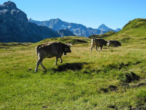 Melchseefrutt, Kalnai, Kalnų Viršūnių Susitikimas, Gamta, Šveicarija, Alpių, Karvės