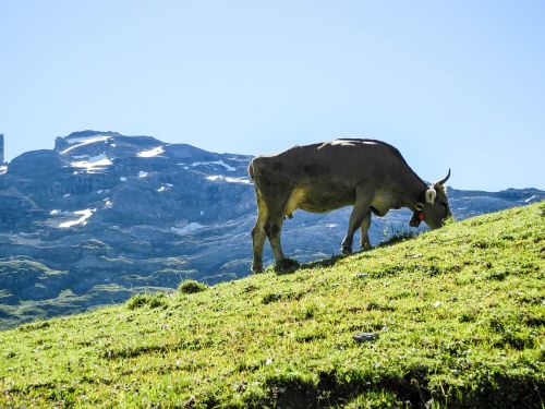 Melchseefrutt, Kalnai, Kalnų Viršūnių Susitikimas, Gamta, Šveicarija, Alpių, Karvės