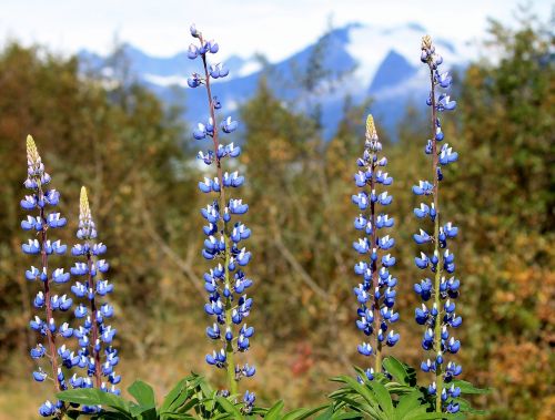 Mendenhall, Gėlės, Violetinė, Alaska, Lauke, Juneau