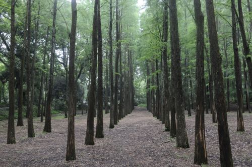 Metasequoia Miškas, Natūralus, Augalas