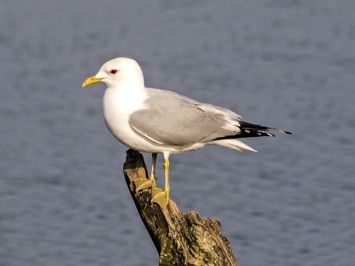 Mew Gull, Kajakas, Paukštis, Vandens Paukštis, Gamta, Gyvūnas