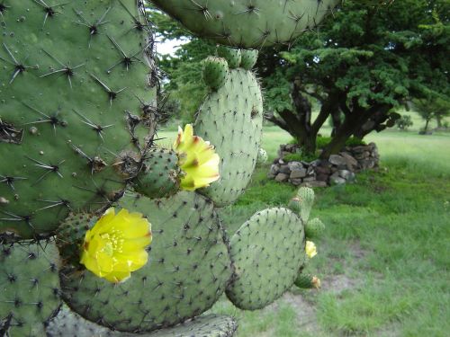 Meksika, Teotihuacanas, Kaktusas, Gėlė