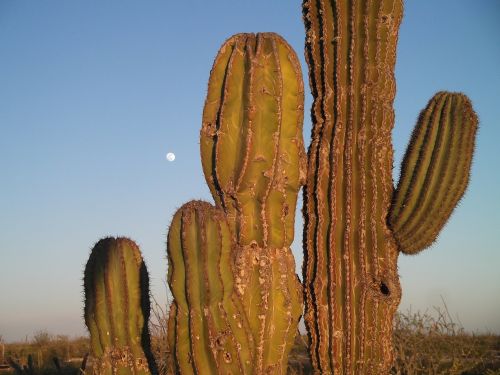 Meksika, Mėnulis, Kaktusas, Didelis