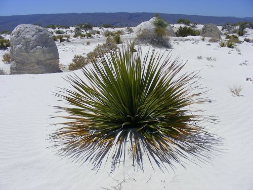 Meksika, Cuatro Cienegas, Balta Dykuma